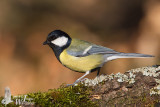 Adult male Great Tit (ssp. major )