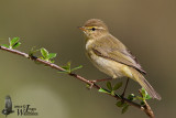 Adult Common Chiffchaff (ssp.  collybita )