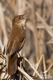 Adult Savis Warbler (ssp.  luscinioides )