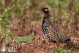 Adult male Black Francolin (ssp.  francolinus )