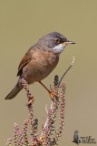 Adult male Spectacled Warbler (ssp.  conspicillata )