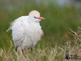 Adult Western Cattle Egret