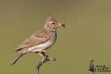 Adult Crested Lark (ssp.  cypriaca )