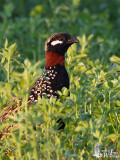 Adult male Black Francolin (ssp.  francolinus )