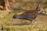 Adult Baillons Crake (ssp.  intermedia )