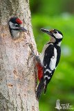 Adult female Great Spotted Woodpecker at nest