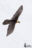 Adult Bearded Vulture (ssp. <i>aureus</i>)