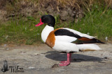 Adult male Common Shelduck