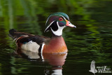 Adult male Wood Duck