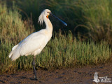 Adult Eurasian Spoonbill (ssp. leucorodia ) in breeding plumage