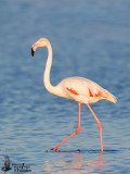 Adult Greater Flamingo