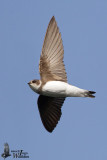 Adult Sand Martin (ssp. riparia )