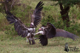 Lappet-faced Vulture fighting