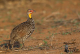 Adult Yellow-necked Spurfowl