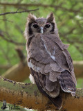 Adult Verreauxs Eagle-Owl