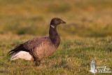 Adult Brant Goose (ssp.  bernicla )