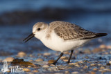 Immature Sanderling (ssp. <em>alba</em>) in first winter plumage