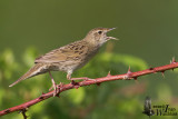Adult Common Grasshopper Warbler