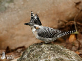 Crested Kingfisher