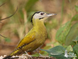 Female Grey-headed Woodpecker
