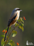 Long-tailed Shrike