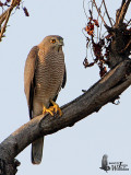 Male Shikra