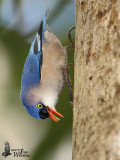 Female Velvet-fronted Nuthatch