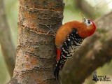 Male Rufous-bellied Woodpecker