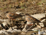 Altai Accentor