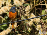 Male Blue-fronted Redstart