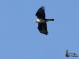 Adult Bonellis Eagle (ssp. fasciatus)