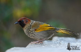 Chestnut-crowned Laughingthrush