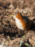 Rusty-cheeked Scimitar Babbler