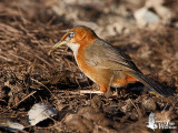 Rusty-cheeked Scimitar Babbler