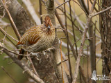 Striated Laughingthrush