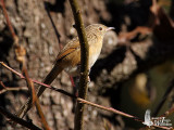 Striated Prinia