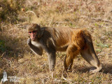 Rhesus Macaque