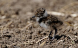 Northern Lapwing (Tofsvipa)