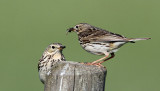 Meadow Pipit	ngspiplrka	Anthus pratensis 