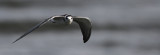 Black Tern (Chlidonias niger), Svarttrna