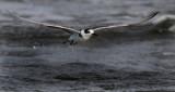 Black Tern (Chlidonias niger), Svarttrna