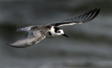 Black Tern (Svarttärna)