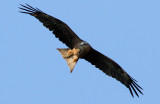 Black Kite	Milvus migrans	Brun glada