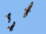 Long-legged Buzzard (Buteo rufinus) rnvrk