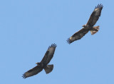 Long-legged Buzzard (Buteo rufinus) rnvrk