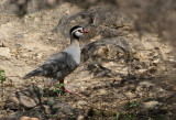 Arabian Partridge, Alectoris melanocephala