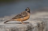 African Rock Bunting, Emberiza tahapisi