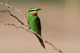 Blue-cheeked Bee-eater  Merops persicus