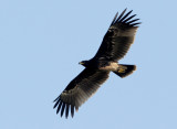 Greater Spotted Eagle  Aquila clanga