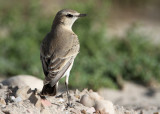 Isabelline Wheatear Oenanthe isabellina